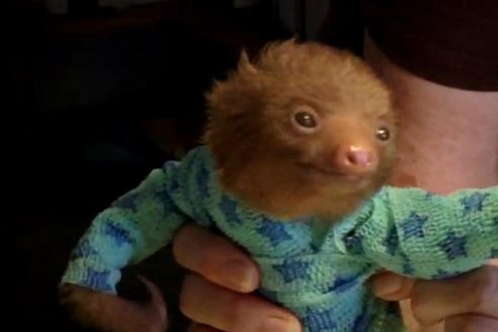 Funny Friday [VIDEO] &#8211; Baby Sloth in a Onesie