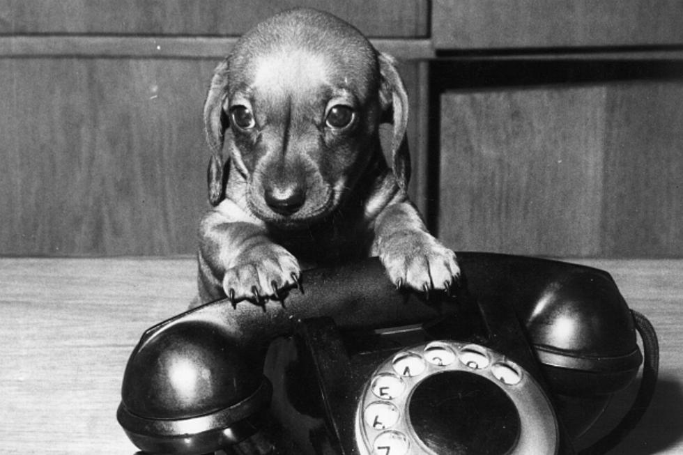 Choking Dog Makes a Desperate Phone Call for Help