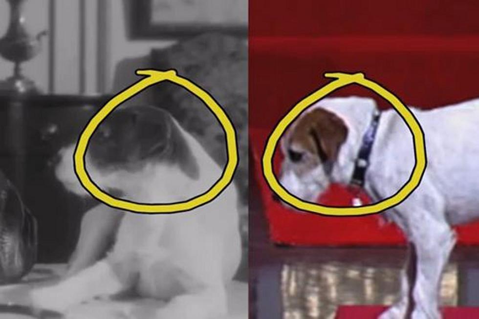Was Jimmy Kimmel Duped By a Fake Uggie, the Dog from &#8216;The Artist&#8217;?