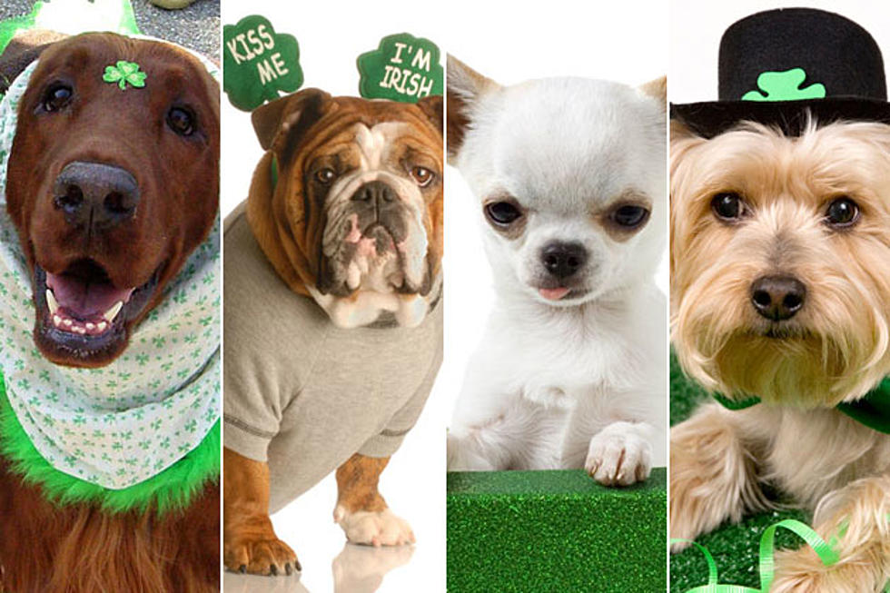 17 Dogs Rockin&#8217; Adorable St. Patrick&#8217;s Day Costumes