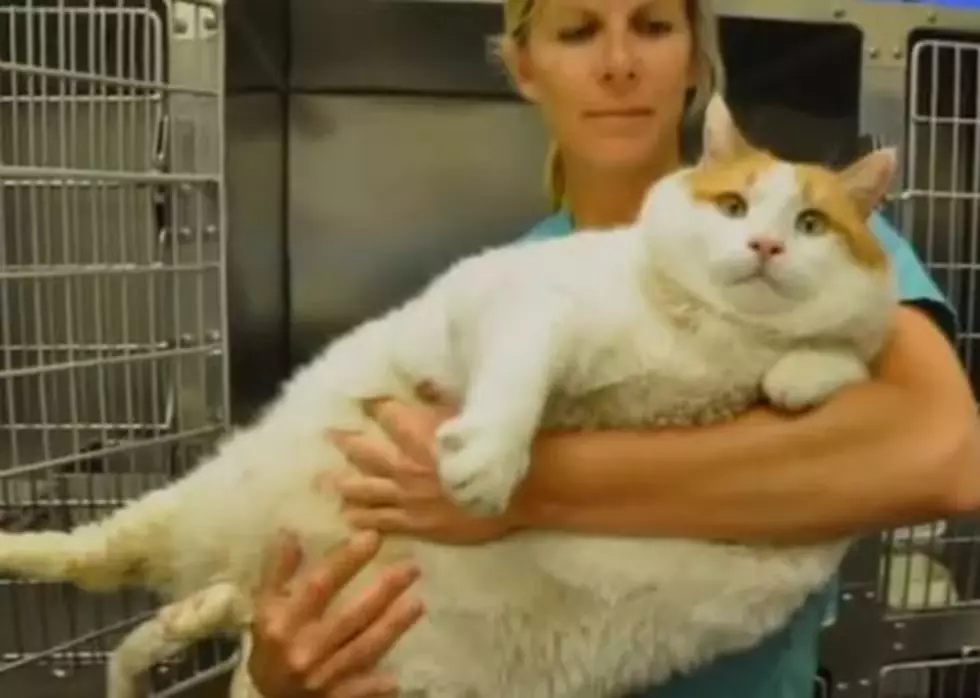 Won&#8217;t You Adopt &#8216;Meow,&#8217; the 39-Pound Cat?