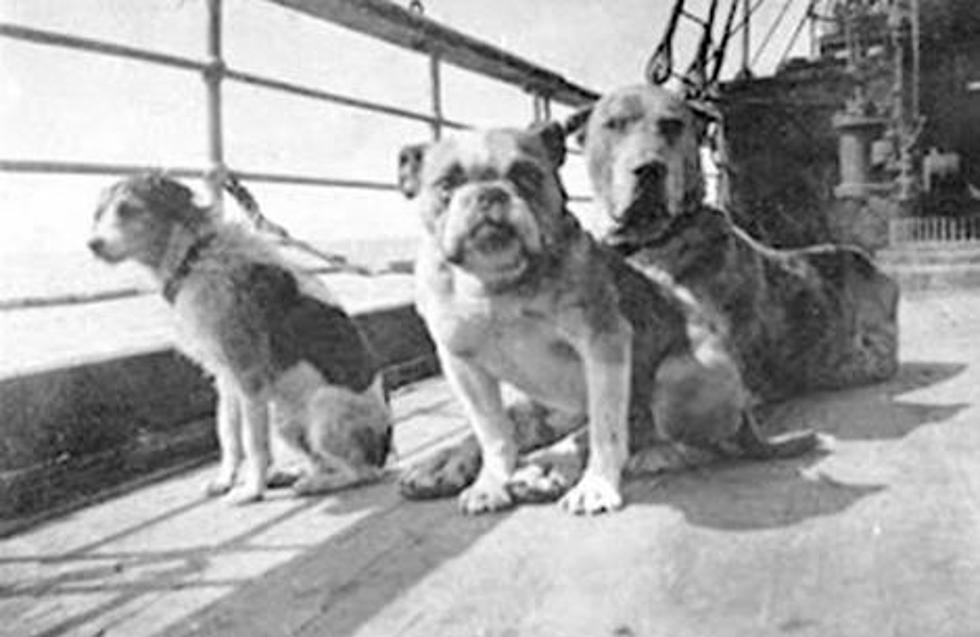 What Happened To The Dogs On The Titanic?