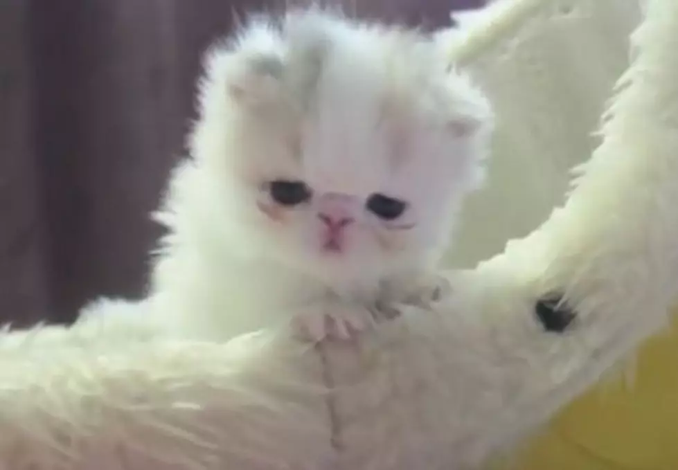 Tiny Kitten Is a Hugely Adorable Survivor