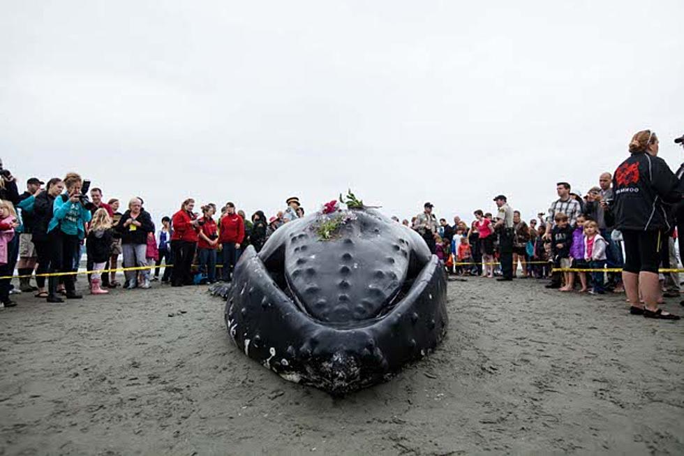 Crowd Tries to Save Beached Humpback Whale on Canadian Shore