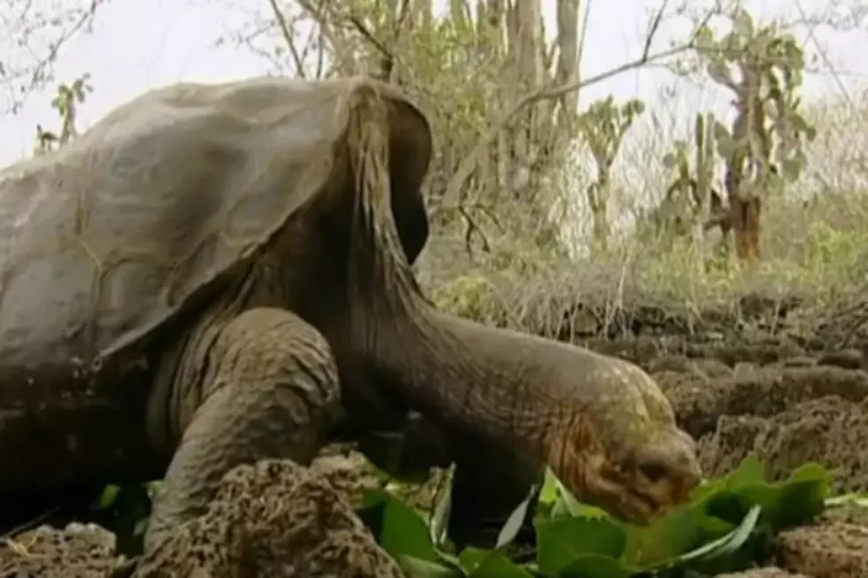 Lonesome George, Last Surviving Galapagos Giant Tortoise, Dies