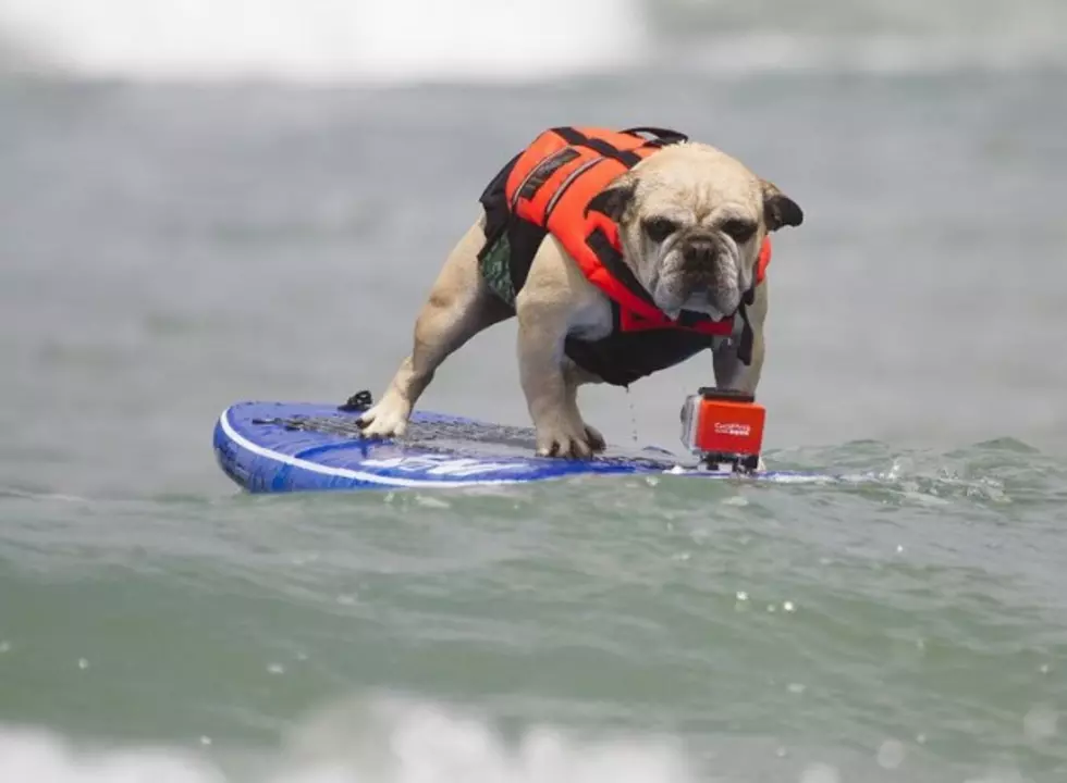 Dogs Hit the Waves in Canine Surf Competition