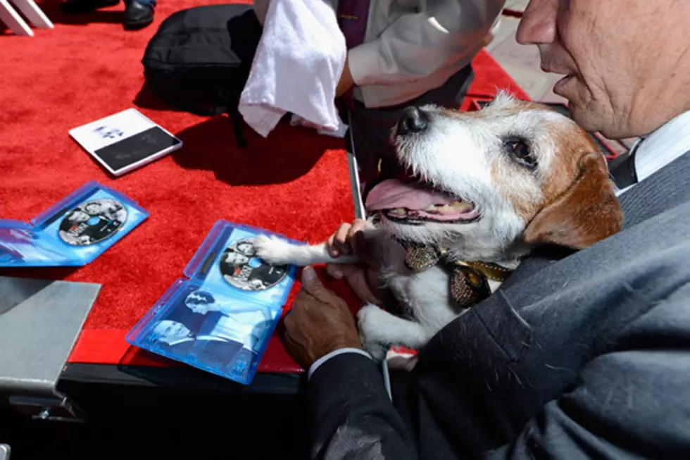 Uggie the Dog Plants His Paws Outside Grauman&#8217;s Chinese Theatre