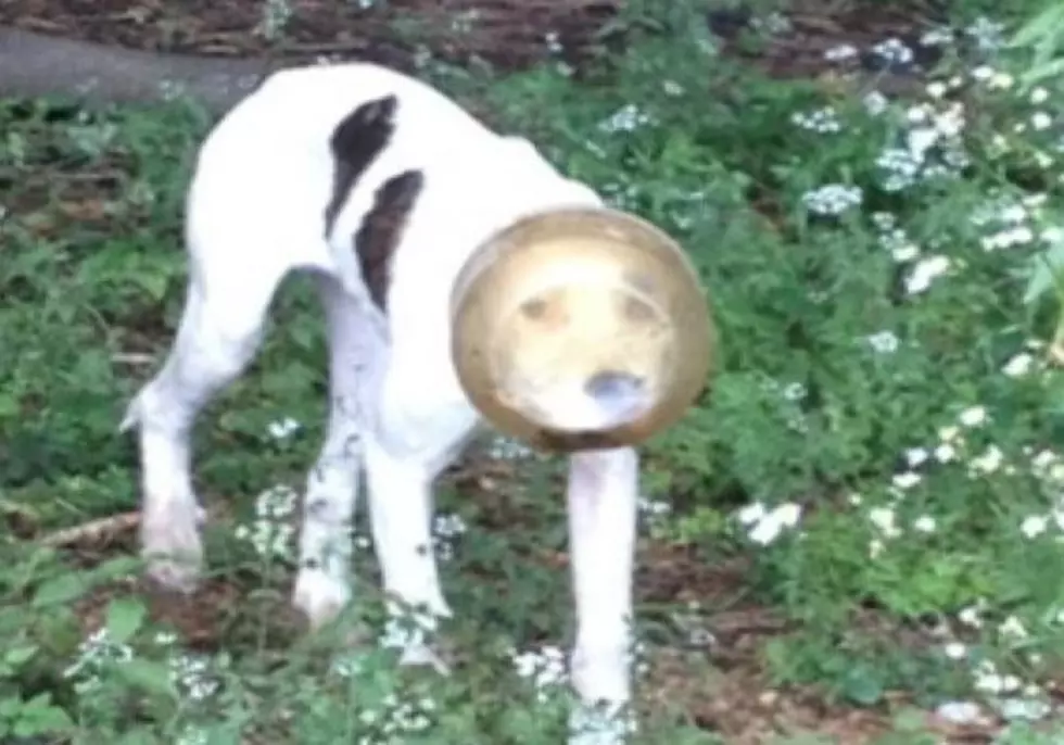Facebook Photo Saves Dog With Container Stuck On Her Head