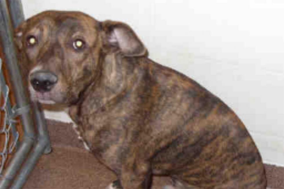 Niko the Brindle Pit Bull Mix – Pet of the Week