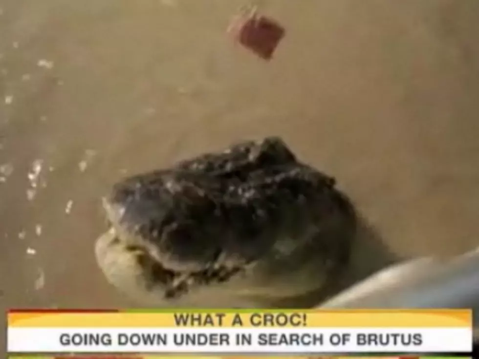 &#8216;Today&#8217; Show Finds Monster 2,000-Pound Crocodile [VIDEO]
