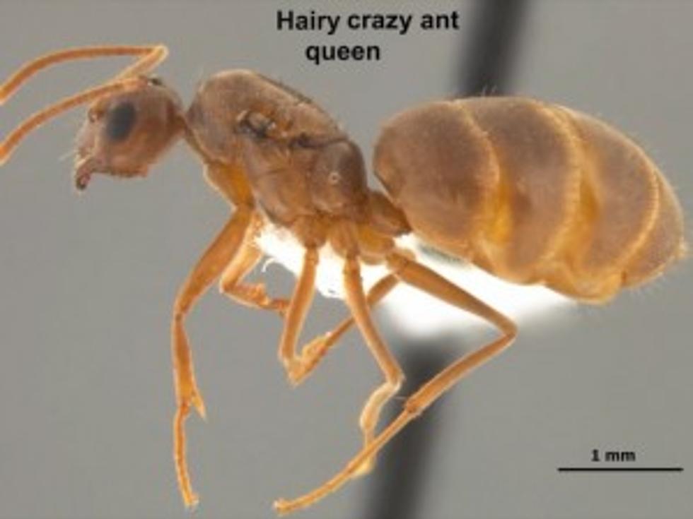 &#8216;Hairy Crazy Ants&#8217; Invade Florida, Texas, Mississippi and Louisiana [VIDEO]