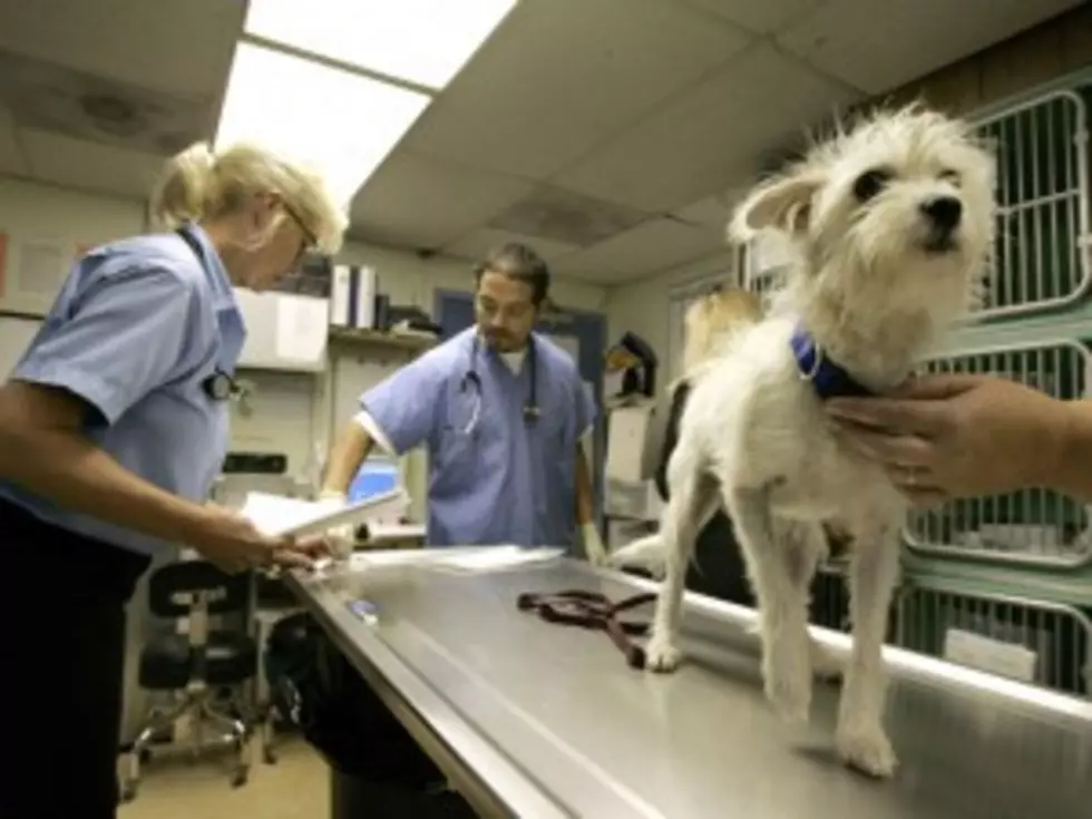 Getting a Flu Shot? Don&#8217;t Forget Your Dog — Health Check [VIDEO]