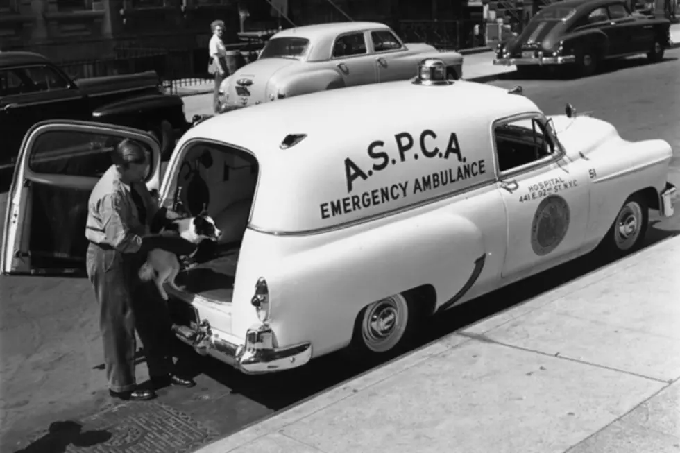 This Day in History for April 10 – ASPCA Founded and More