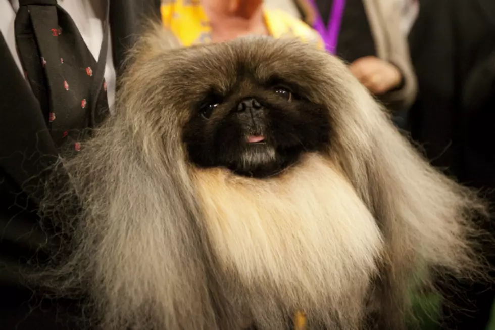 This Day in History for May 8 – First Westminster Dog Show Opens and More