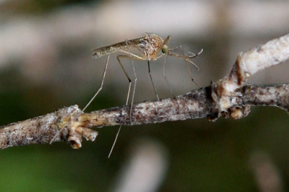 This Year&#8217;s Mosquito Season Could Be the Worst in Decades [VIDEO]