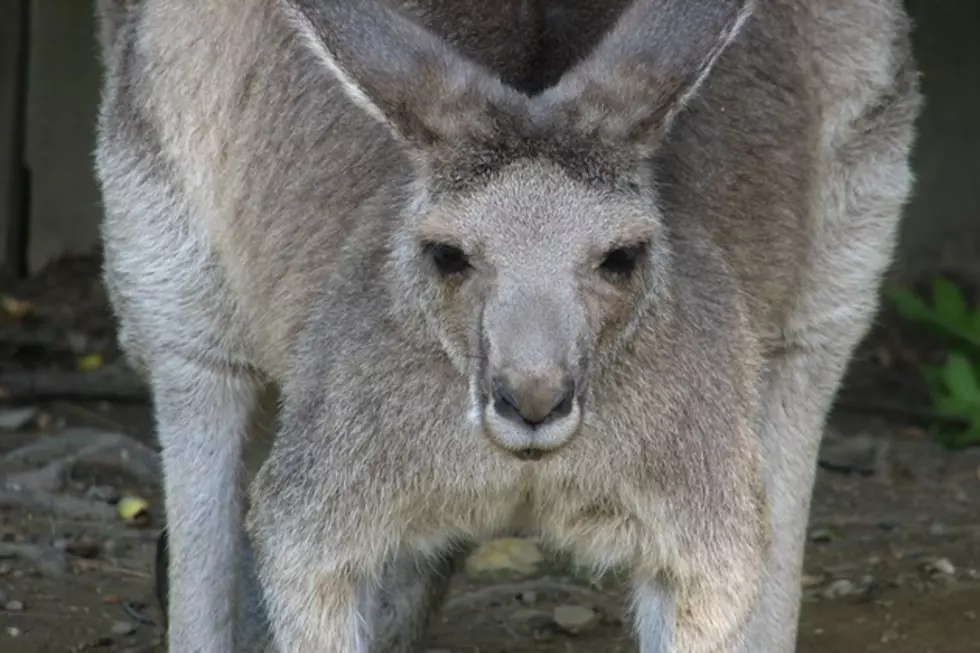 What&#8217;s The Real Story Behind the Term &#8216;Kangaroo Court?&#8217;