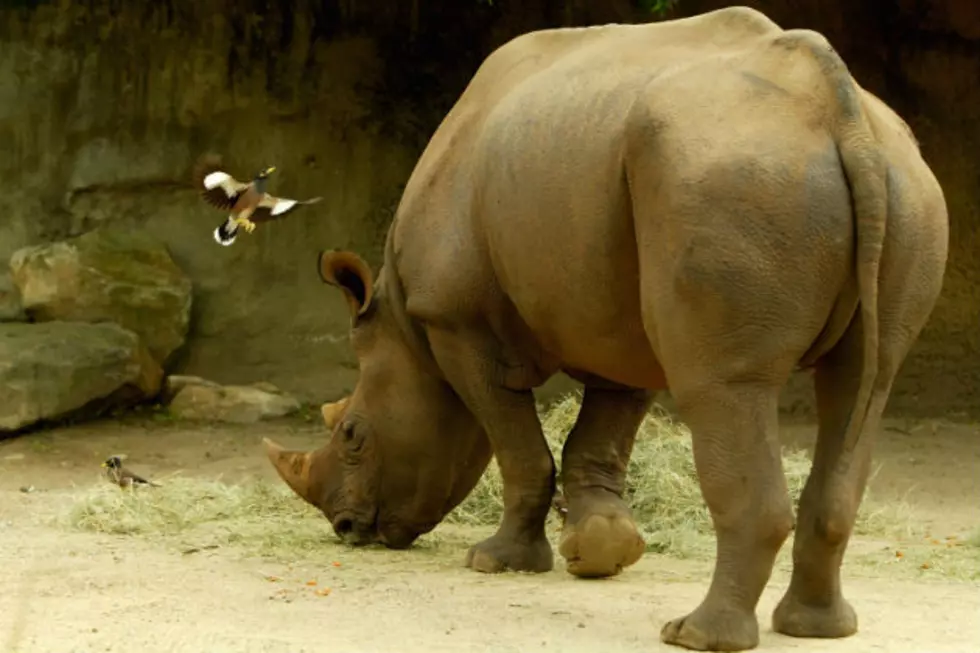 Watch This Right Now: Flatulent Rhino Rips One On Live TV [FBHW]