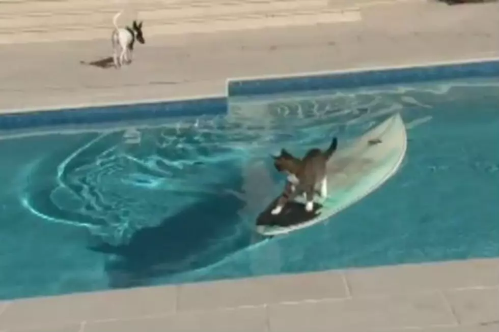 Surfing Cat Escapes Dog + Welsh Corgi At Water Park [FBHW]
