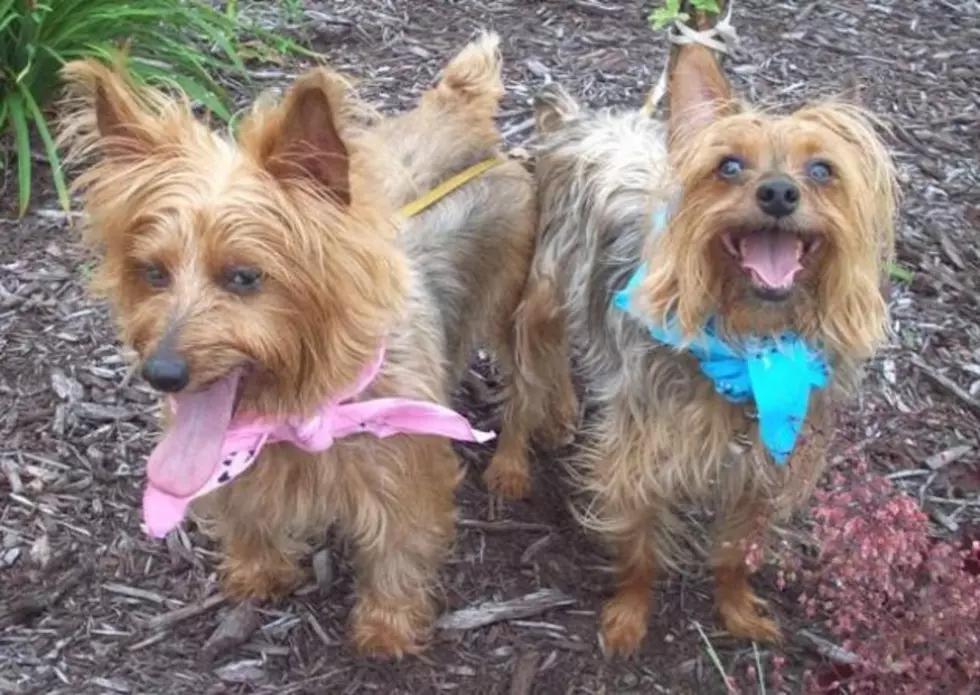 Pet Patrol: Isabelle and Bailey the Terriers are Looking for a New Home