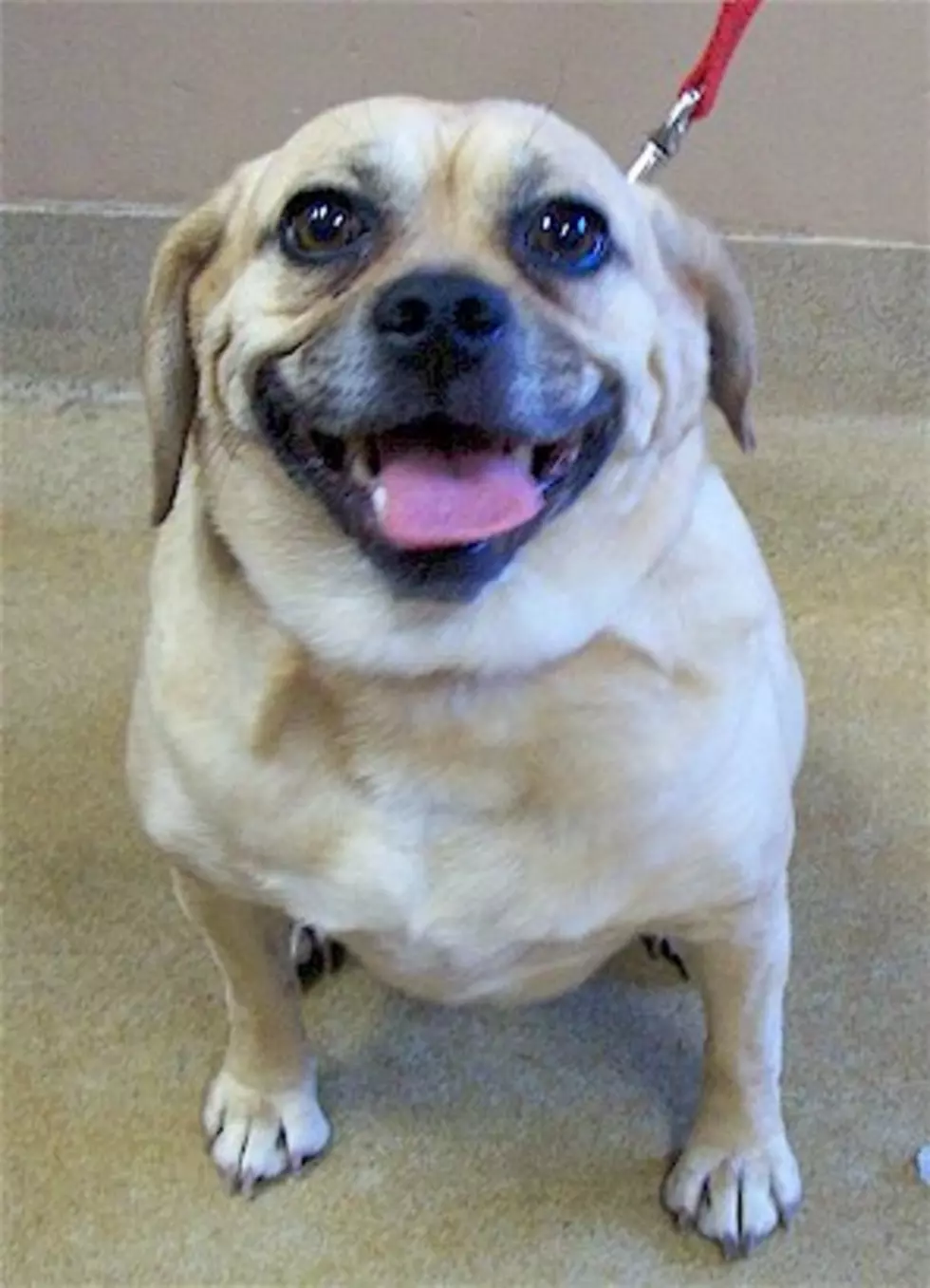 Pet Patrol: Kida the Puggle&#8217;s Looking for New Digs