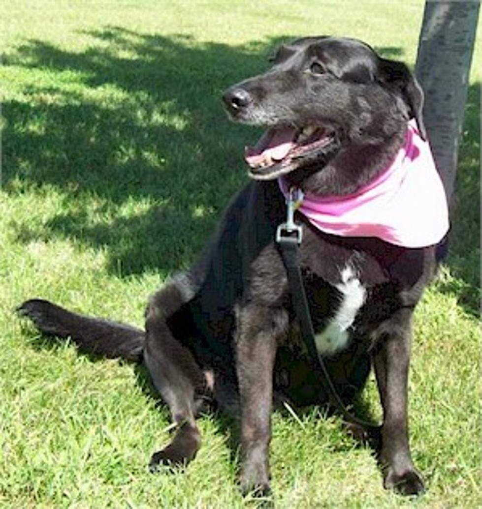Pet Patrol: Sadie the Black Lab, Kat and Kitty are All Ready for a New Home