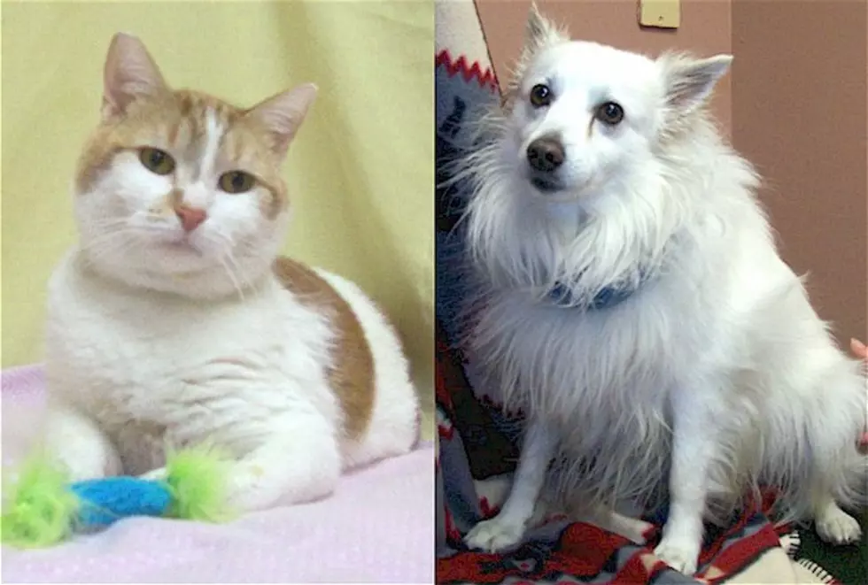 Pet Patrol: Denver and Koda, Established Pets Looking for New Love