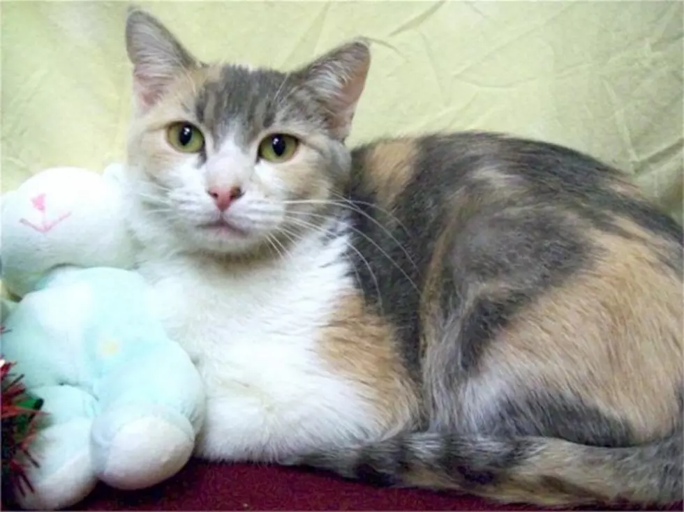 Pet Patrol: Caramel the Calico Looks for a New Year in a New Home