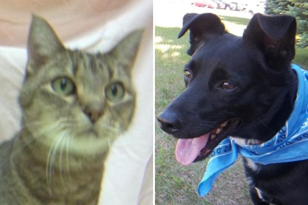 Pet Patrol: Meet Mack + Striper at the Tri-County Humane Society