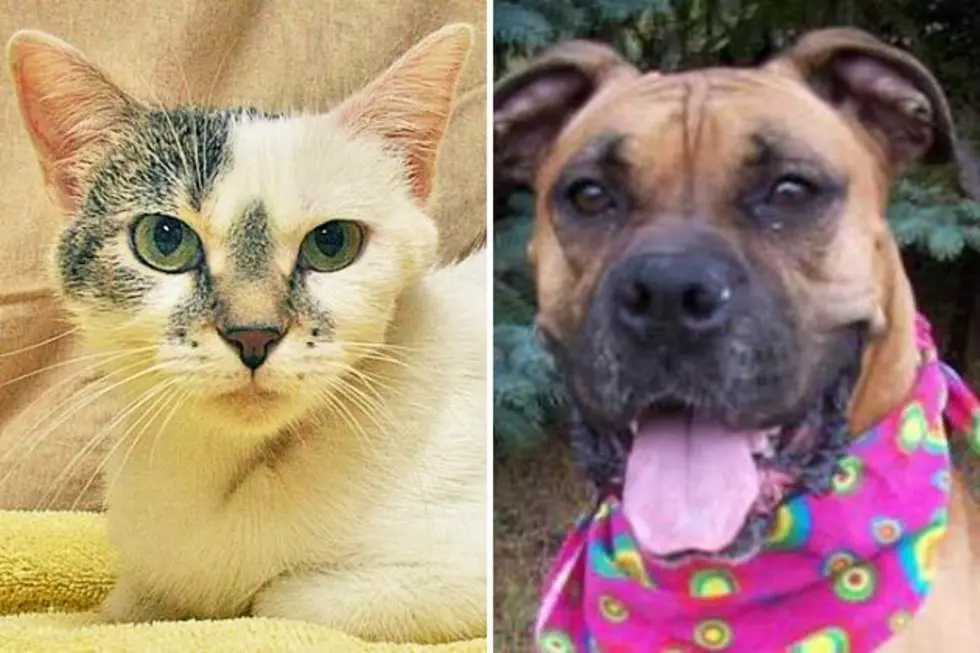 Pet Patrol: Meet Sophie + Chata at The Tri-County Humane Society