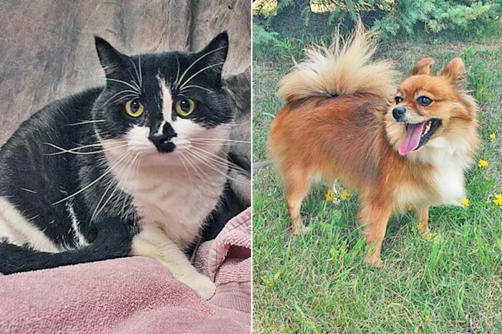 Pet Patrol: Meet Chloe + Gemini at the Tri-County Humane Society