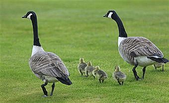Image result for geese and goslings