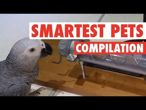 Are These The Smartest Pets Ever? [VIDEO]